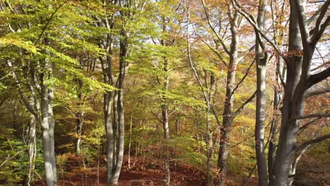 epping forest england uk in autumn vibrant tree colours sunny day aerial drone rising through tree canopy