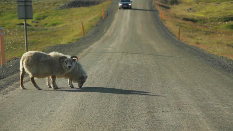 Ovejas-Cruzan-La-Calle-En-Islandia