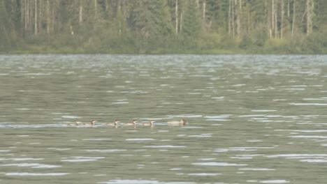 a mother merganser duck leads her young across a scenic lake at sunset in slow motion