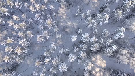 aerial: top shot of tall trees illuminated by winter evening blue hour light