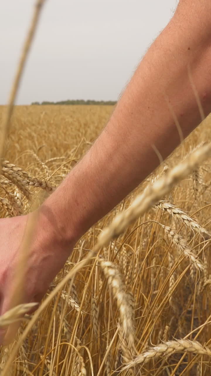Farmer in jeans inspects ripening wheat on large field on summer day close backside view. Food producer proud of harvest. Countryside scene