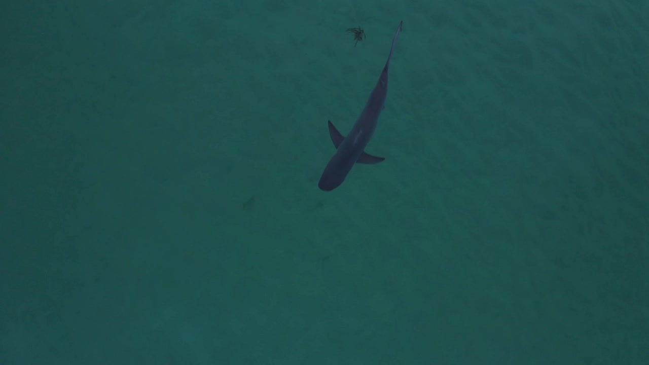 침 ⁇  한 사냥 ⁇  들: 오스트레일리아 시드니 해안 의 롱리프 헤드랜드 근처 에 숨어 있는 청동 고래 상어 의 공중 사진