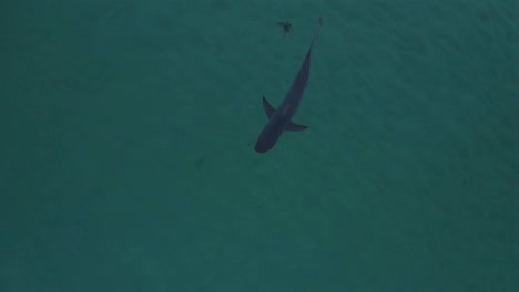 cazadores silenciosos: una foto aérea del tiburón ballenero de bronce al acecho cerca de longreef headland, costa de sídney, australia