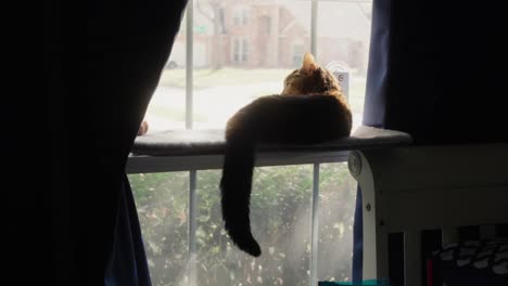 Cat-lounging-on-a-windowsill,-gazing-outdoors,-symbolizing-the-bond-between-humans-and-domesticated-animals-and-their-connection-to-the-outside-world