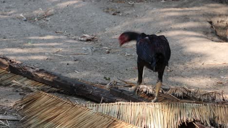 rooster walking across a straw mat outdoors