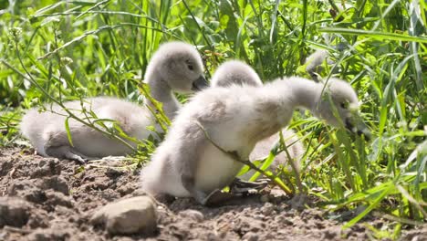 Dulces-Cisnes-Jóvenes-Comiendo-En-El-Campo-En-Las-Plantas