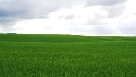 green wheat field landscape