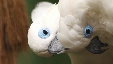 two big white parrot cockatoo communicating