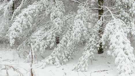 Tree-Branches-Covered-With-Snow-In-Forest-During-Winter-In-Eastern-Canada