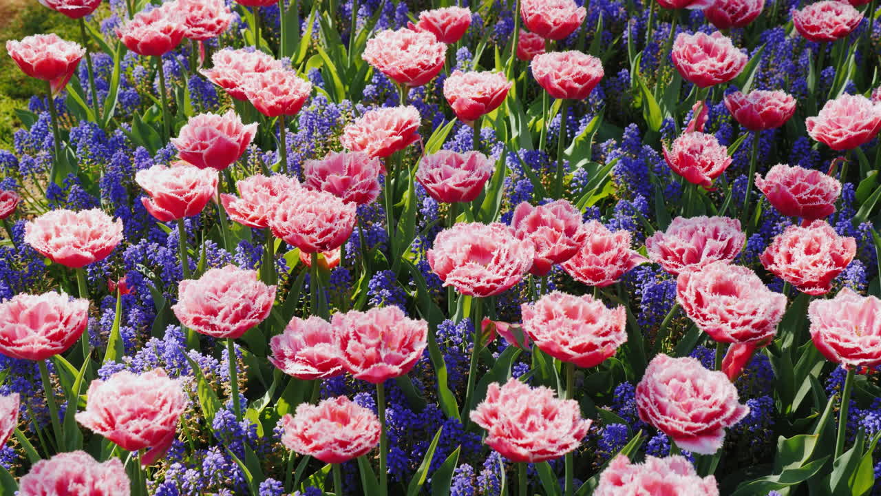 pinktulips en el parque keukenhof en los países bajos