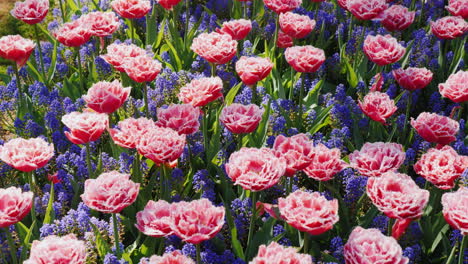 Pinktulips-En-El-Parque-Keukenhof-En-Los-Países-Bajos