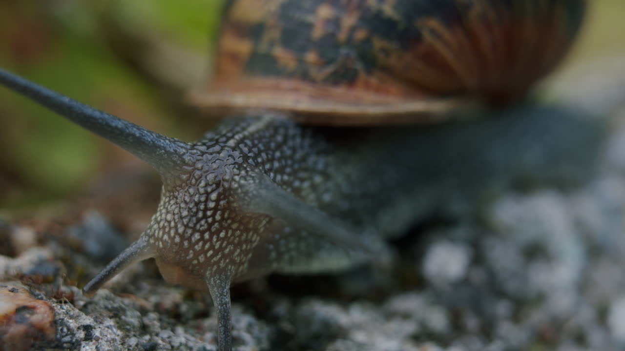 Close-up of a Snail Crawling on the Ground