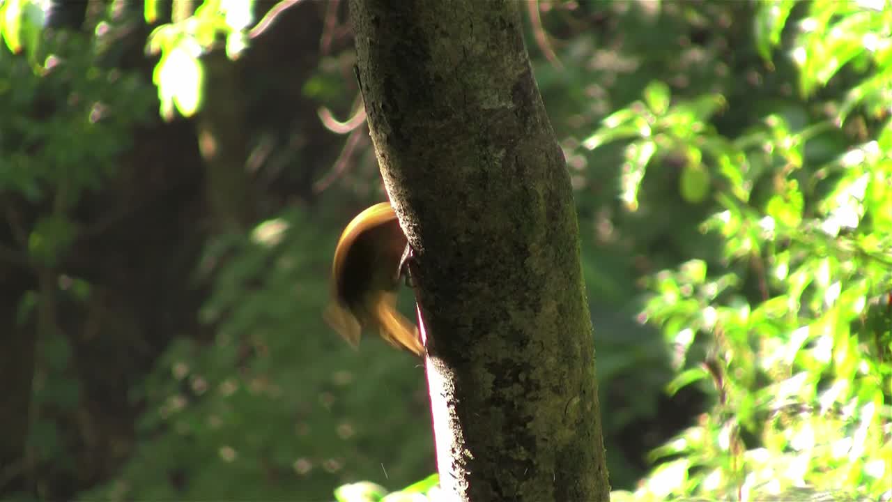un pájaro carpintero de olivo dorado picotea un árbol
