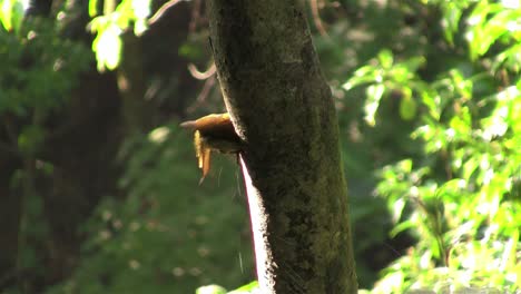 un pájaro carpintero de olivo dorado picotea un árbol
