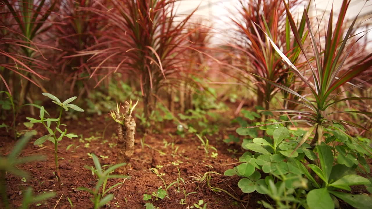 cámara moviéndose bajo sobre una plantación dentro de un invernadero