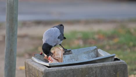 Crow Eating from Trash Can