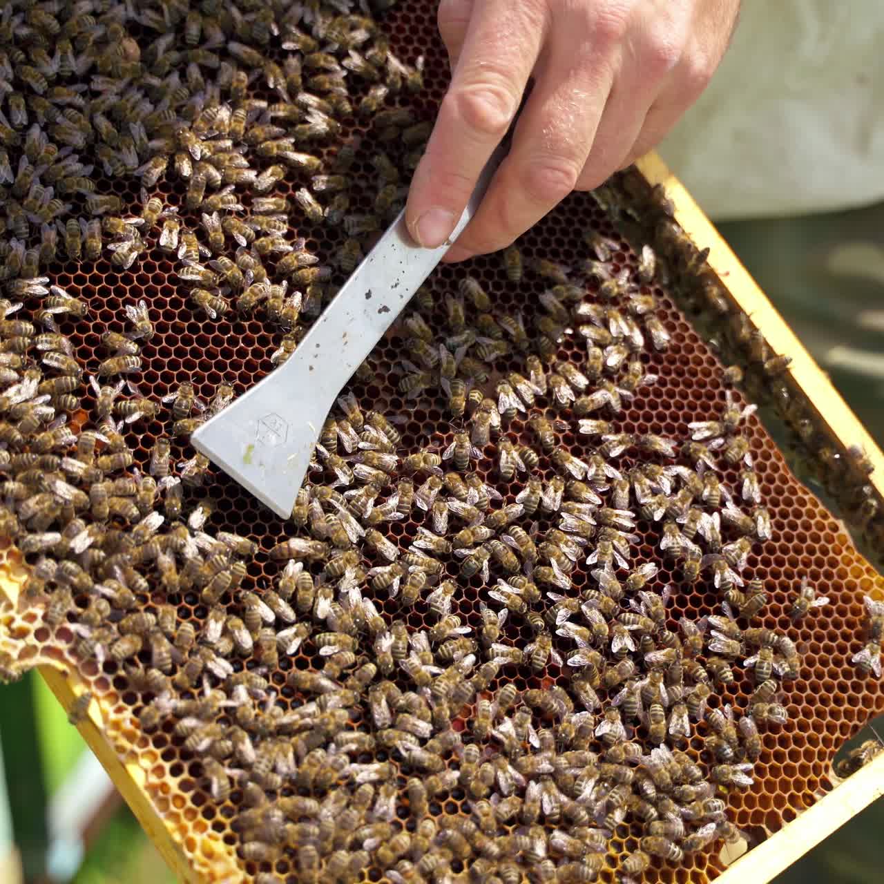 Bees producing honey. Honeycomb with bees. Beekeeper's hands holding frame full of bees and honey on apiary. Close-up.