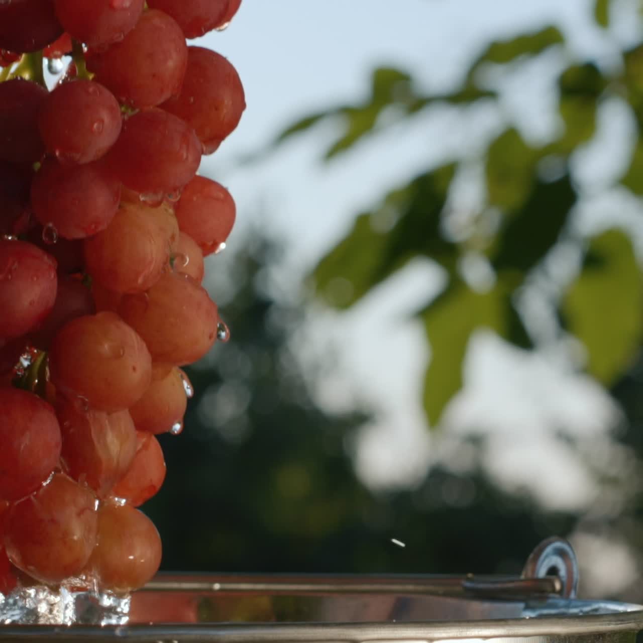 한 여자가 물 양동이에서 잘 익은 커다란 포도 다발을 꺼낸다