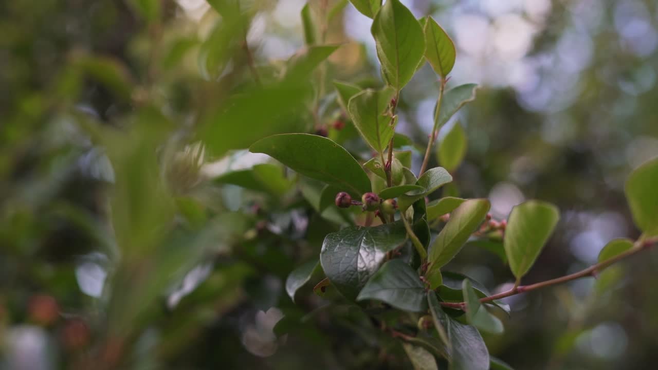 primer plano de hojas verdes y pequeños capullos de flores en un árbol con bokeh de un bosque borroso en el fondo