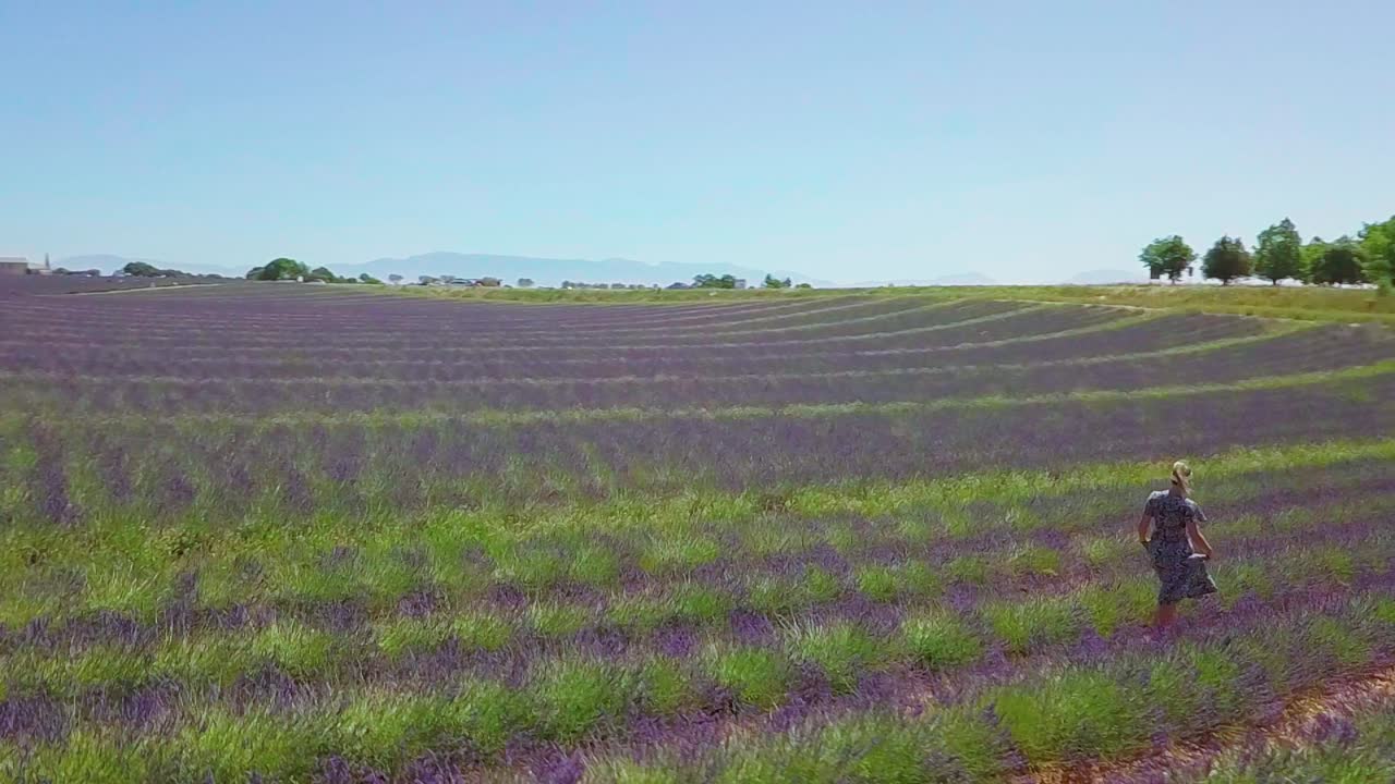 Young woman walking through the stunning lavender fields in the countryside of Provence, France. Aerial orbit