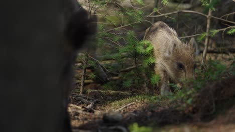 wild boar piglets in forest