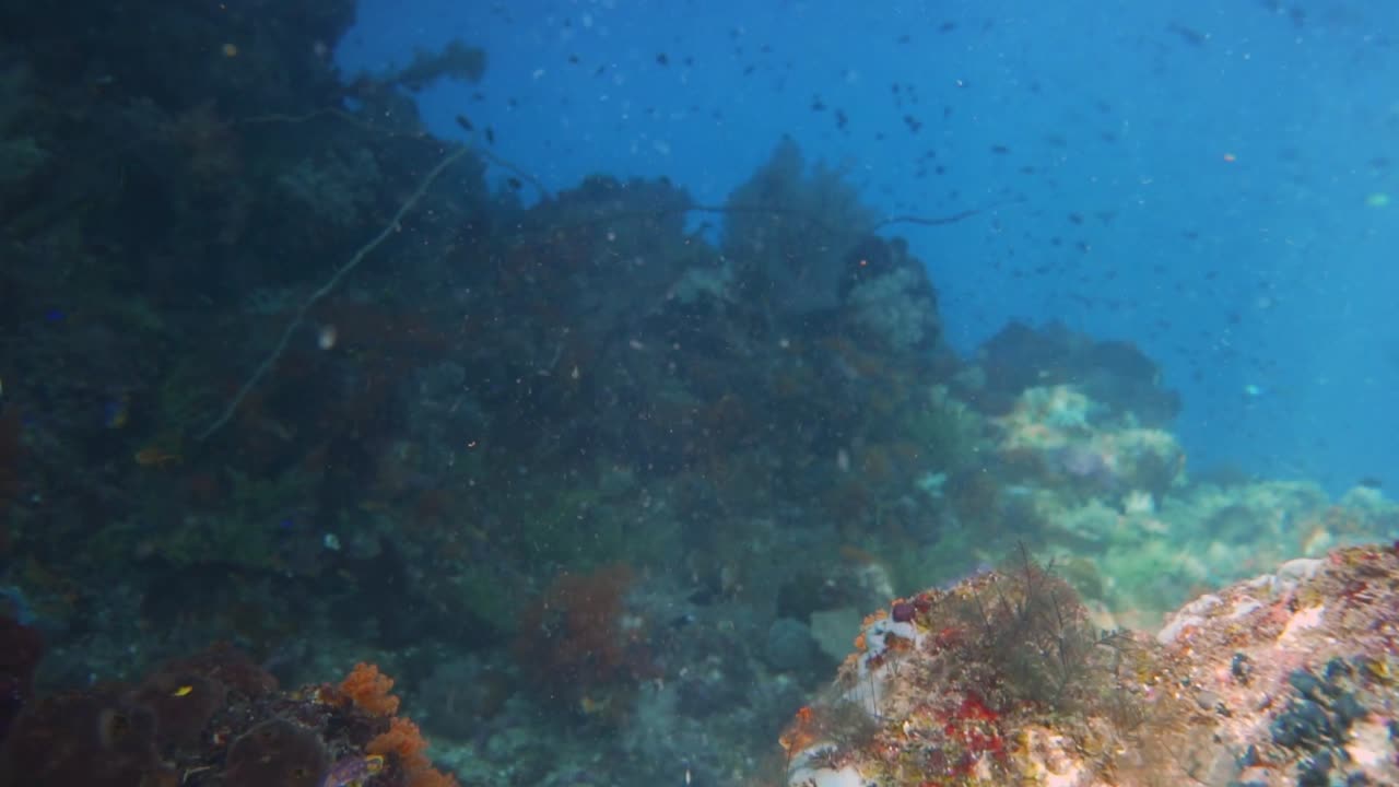 descending into a underwater paradise with an explosion of colors and fish