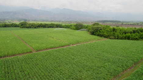 Aerial-view-of-well-maintained-green-fields-being-irrigated,-with-a-background-of-mountains-and-clouds