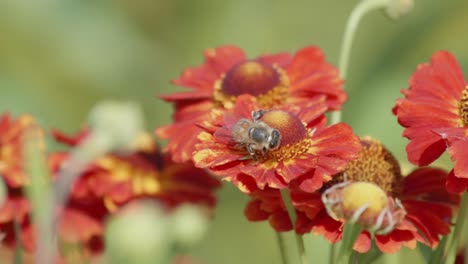 vista de cerca de una abeja polinizando una flor roja y naranja