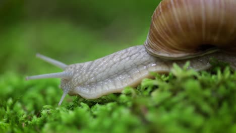 Helix-Pomatia-También-Caracol-Romano,-Caracol-De-Borgoña