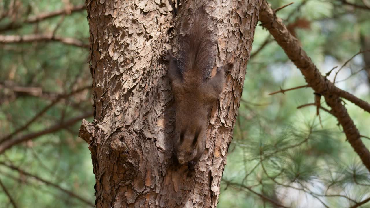Curious Red squirrel, Sciurus vulgaris climbing upside down on an old Pine tree trunk in Korea