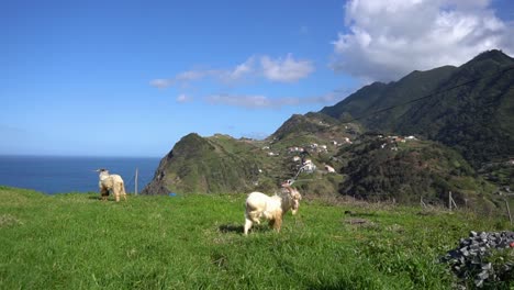 dos adorables cabras comiendo hierba en el acantilado de una montaña cerca del océano