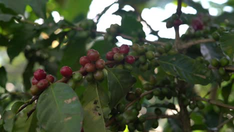 coffee beans on the branch, blowing in the wind
