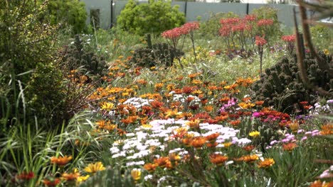 Blume-Und-Farn-In-Windkaktus-Sukkulenten