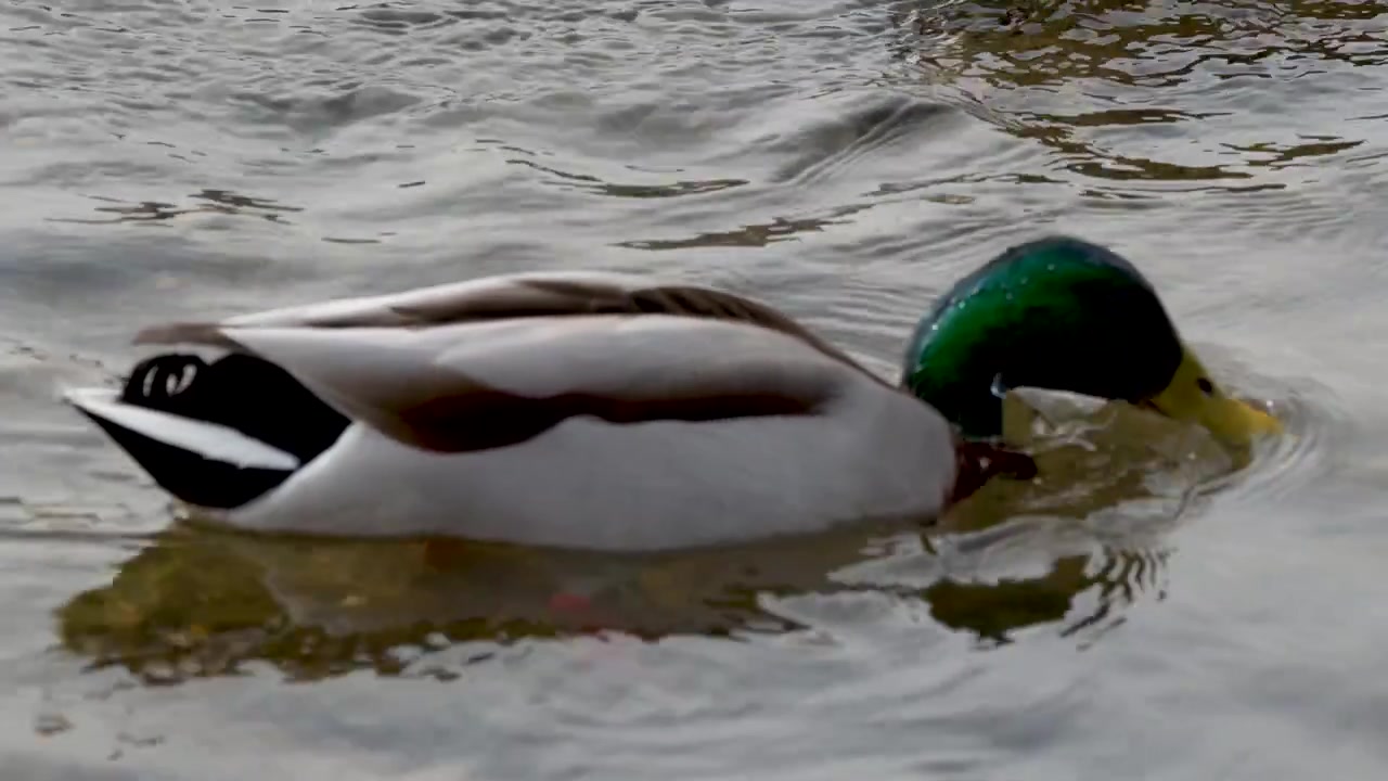 Germani reali maschio e femmina nuotano e cercano cibo in un fiume che scorre.