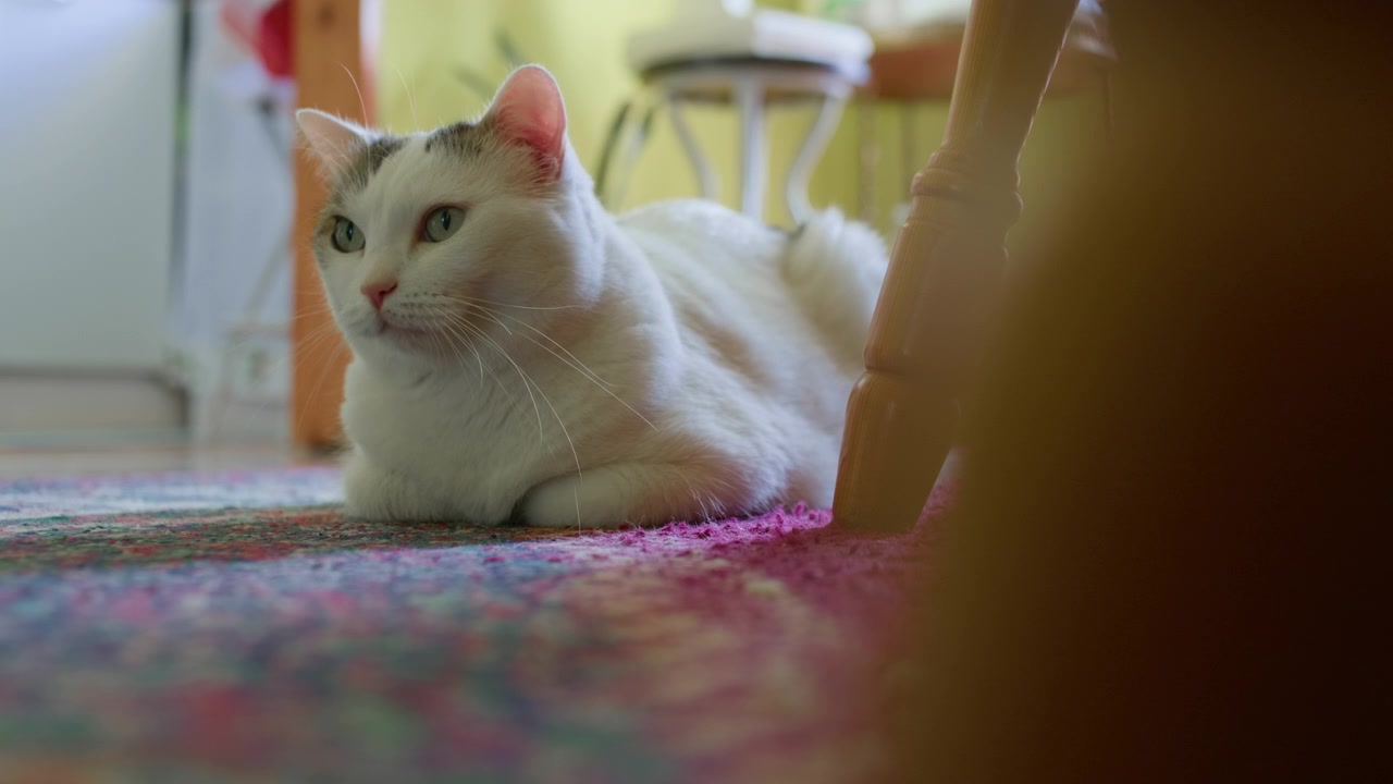 Gatto che dorme con gli occhi chiusi in cucina, ripresa statica con treppiede. Vista macro ravvicinata di un animale domestico bianco e nero che dorme pacificamente sul pavimento