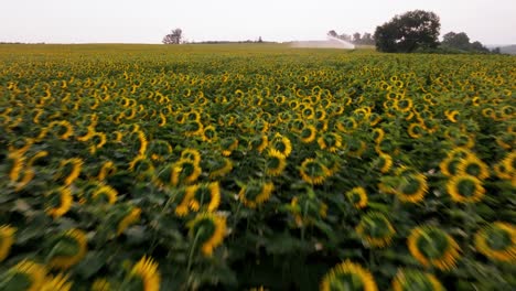 Aerial-view-of-a-large-field-of-blooming-sunflowers-at-sunset-in-the-Dordogne-region-of-France,-Sunflower-field-irrigation-system