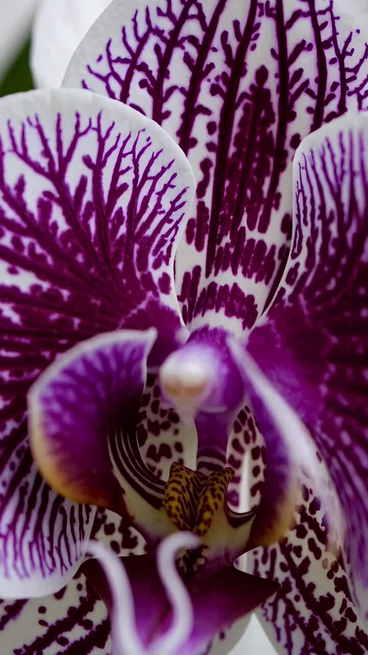 Video ravvicinato di un'orchidea vivace con intricate decorazioni viola