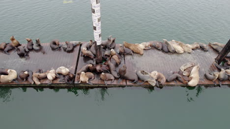 Vista-Aérea-De-Lobos-Marinos-Y-Focas-De-Puerto-Durmiendo-Y-Descansando-En-Plataformas-Flotantes