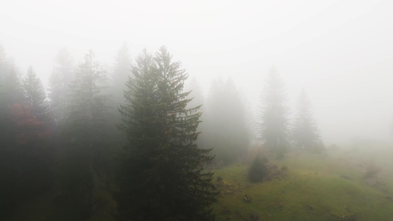 Aerial shot of foggy fir trees in swiss mountains