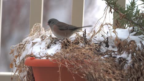 黑眼 junco, 粉紅面子亞種在冬天在花園盒子中尋找食物, 雪花輕輕地落下