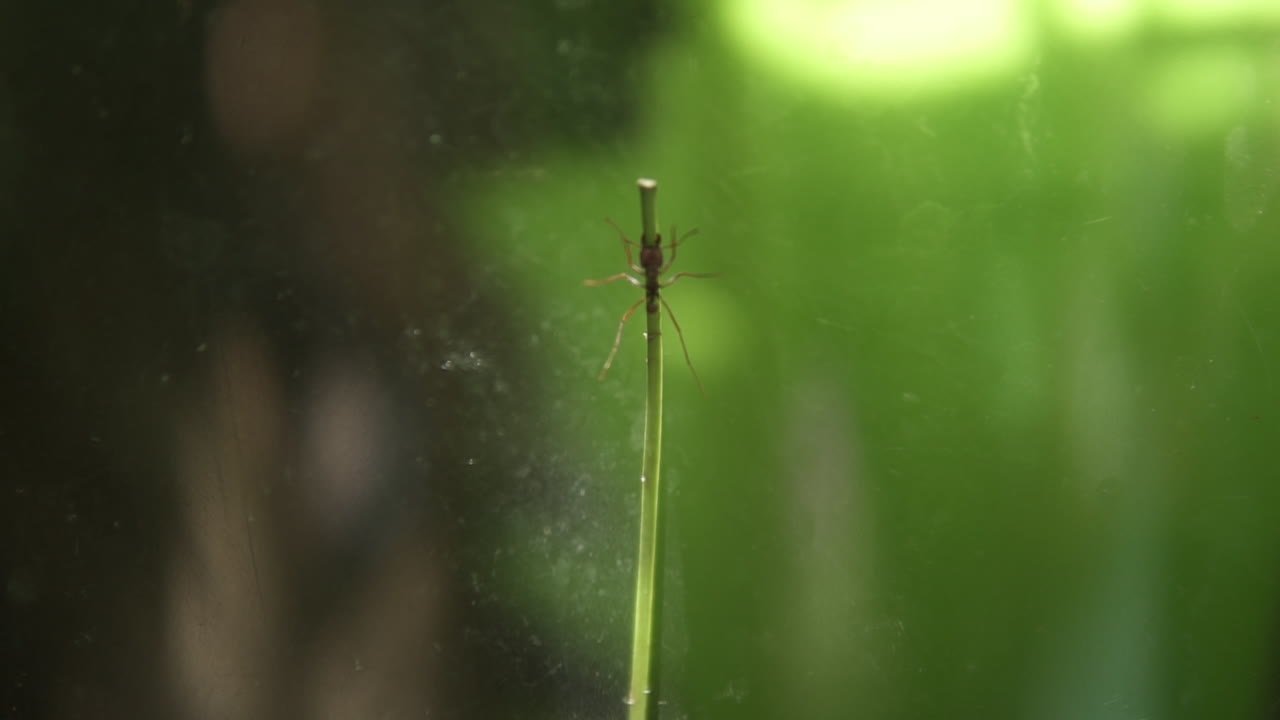 hormiga cortadora de hojas atta cephalotes de la selva amazónica trepando mientras lleva una enorme paja de hierba hacia arriba