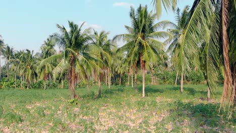 camera-shoots-long-palm-tree-leaves-with-ripe-coconuts