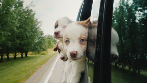 three funny puppies peek out the car window traveling dogs