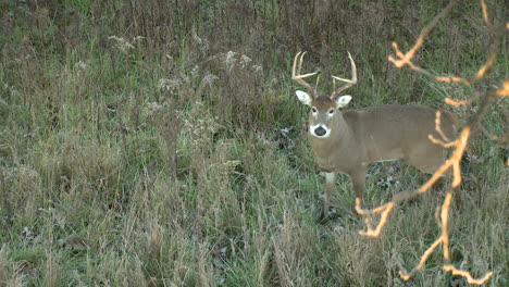 whitetail buck looks right at camera