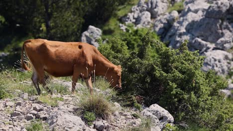 Vaca-Marrón-En-La-Montaña-Rocosa-Moviendo-La-Cola