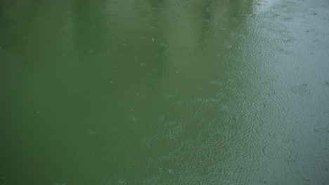 rain falling on a green pond