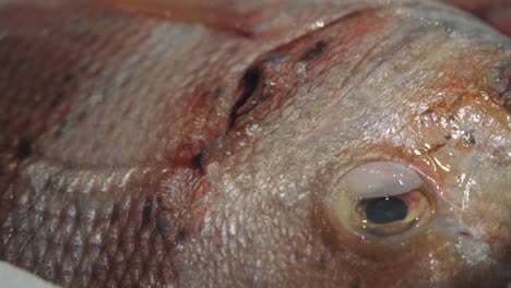 close up, fresh red blackspot sea bream eye and silver scales