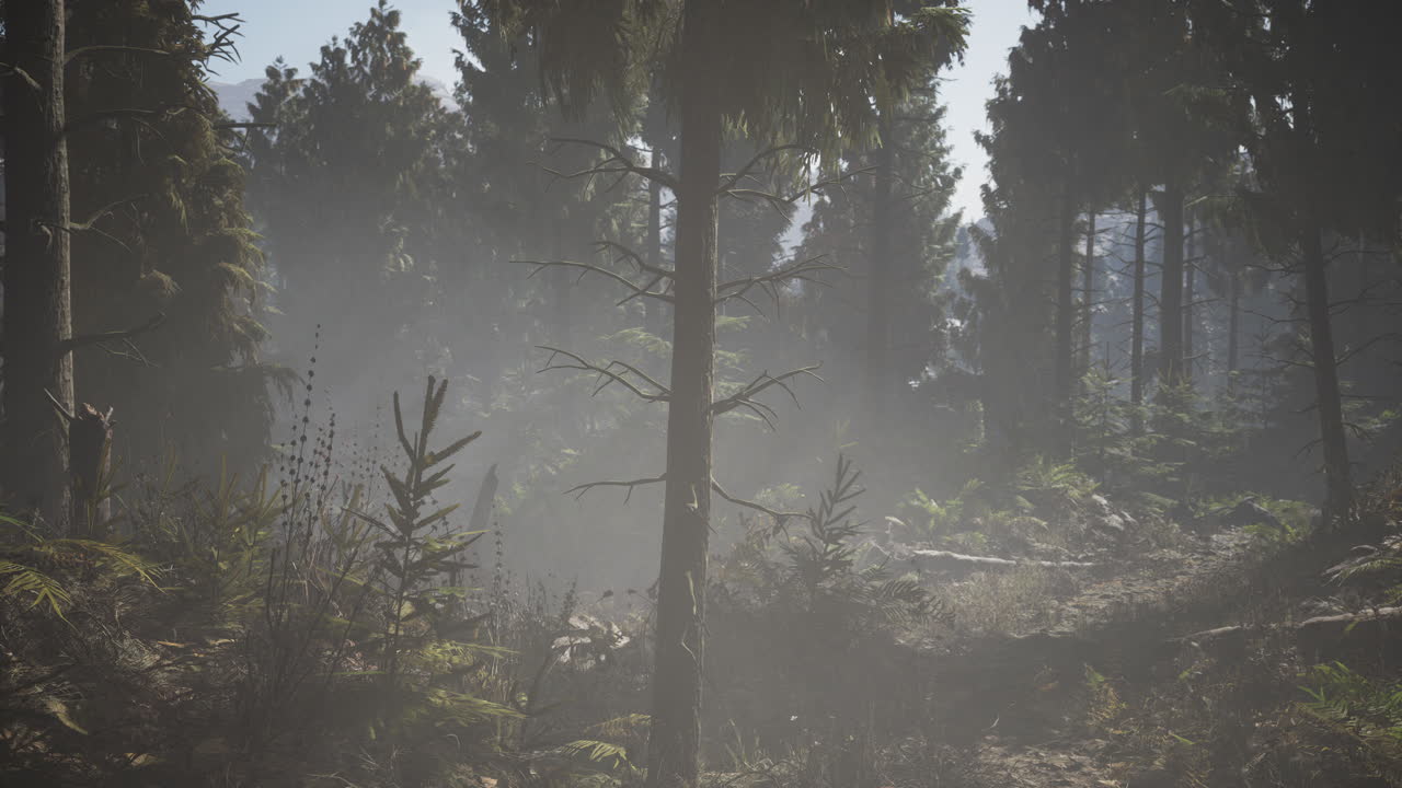 Pine and spruce tree forest