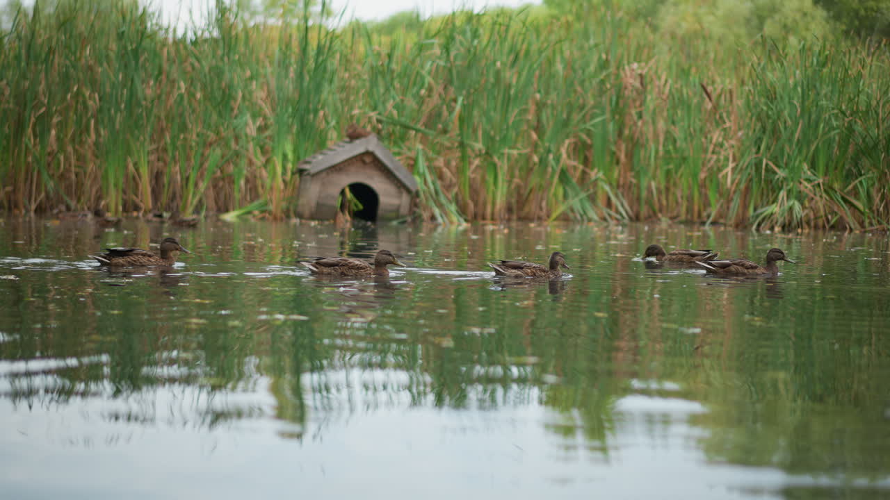 Duck Family Voyage, Serene Habitat Where Ducks Glide Among Tall Grasses And Reflections, Tranquil Wetland Scene Showing Duck Family Moving Past Dense Reed Beds And Shimmering Water Surfaces