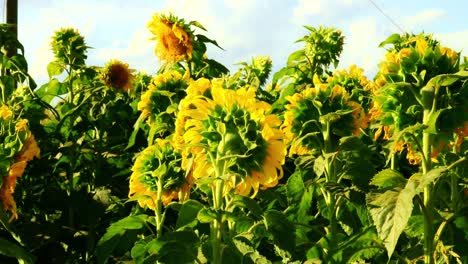 Girasoles-Al-Sol-Bajo-Un-Cielo-Azul-Al-Atardecer